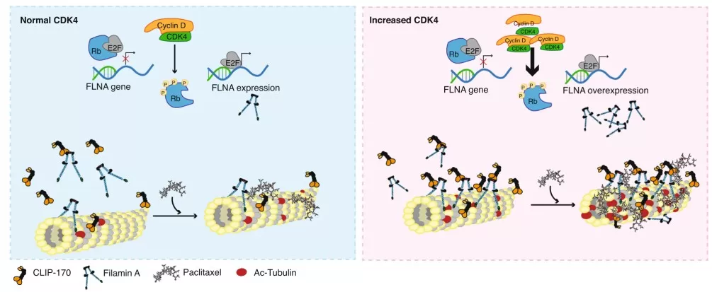 Schematic representing the proposed mechanism of CDK4